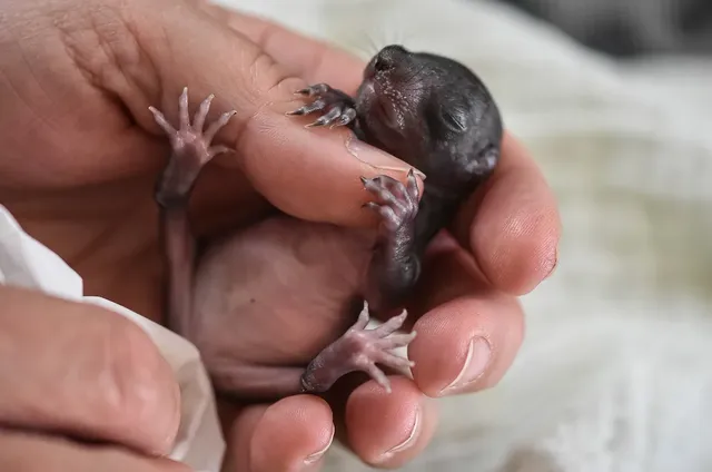 NEWBORN SET